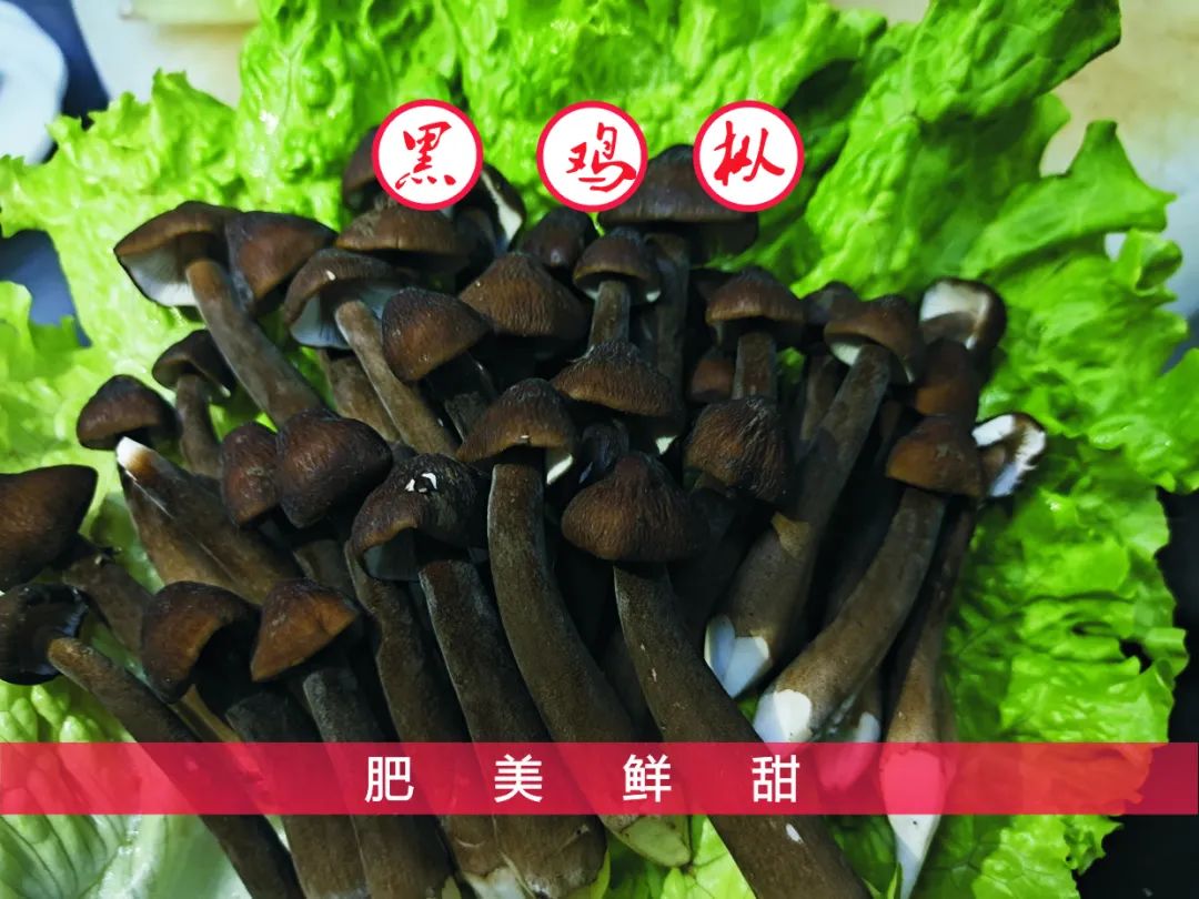 龙爪菌 
