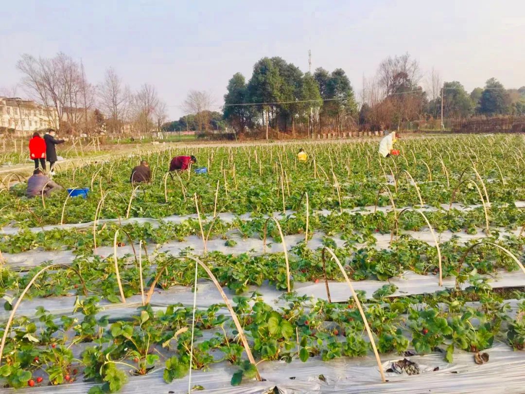 原生态 绿色 无公害这里的草莓露天种植,与外面的大棚草莓不同采摘着