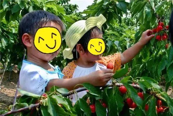 【灞桥区丨鹿鸣路】应季水果新鲜吃!¥19.9抢价值40元「金果樱桃园」1大1小不限时采摘!错过等一年!