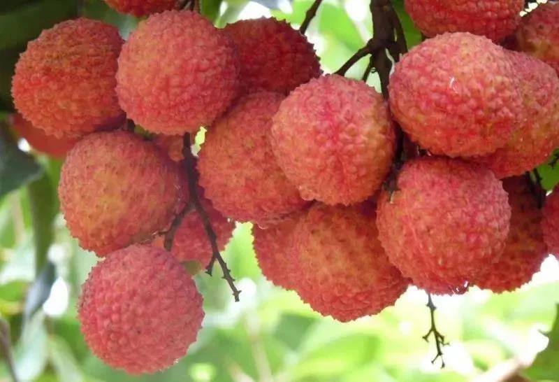【京东冷链配送】盛夏品尝荔枝正当时!仅¥118抢价值198「从化桂味荔枝」10斤!现场采摘配送,皮薄肉厚,甘甜可口,饱满多汁!