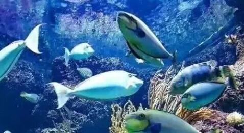 【莲湖区丨太奥广场】一票嗨玩三个场馆!¥59抢「幻太奇海洋馆+幻多奇体验馆+萌宠乐园」三馆通用单人票!