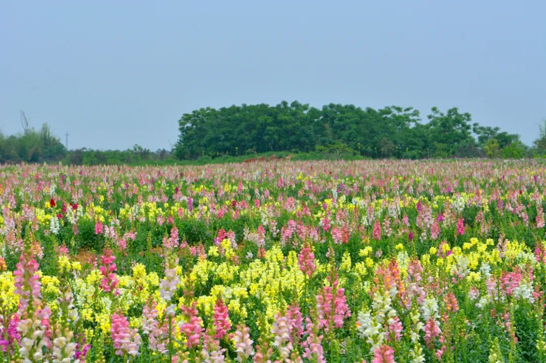 请收下这份春季赏花攻略~仅35.8元抢蔚然花海1大1小亲子票~免预约!