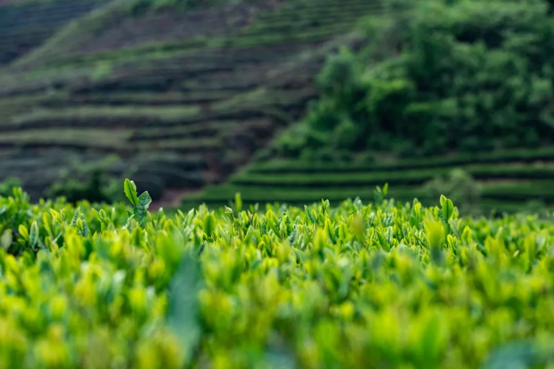 仅299元1晚|538元2晚起住价值688「晓得精品度假酒店」=闲乘月大床/双
