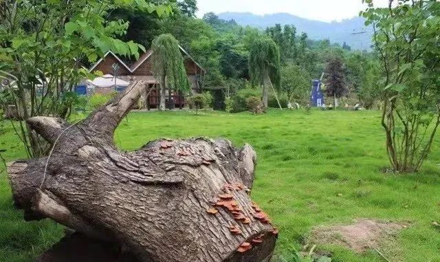 微信图片_20190315184802.jpg 【巴南区|春节周末可用】山水牧歌有机无公害草莓高甜来袭!仅39.9元抢2大1小门票=草莓采摘1斤/可带走!