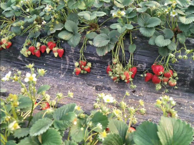 【巴南区|春节周末可用】山水牧歌有机无公害草莓高甜来袭!仅39.9元抢2大1小门票=草莓采摘1斤/可带走!