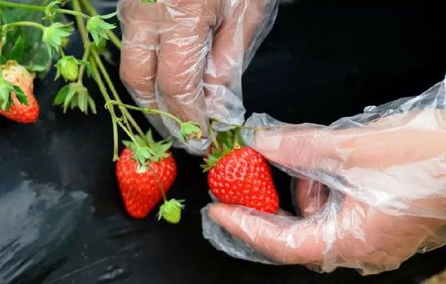 微信图片_20190315192440.jpg 【巴南区|春节周末可用】山水牧歌有机无公害草莓高甜来袭!仅39.9元抢2大1小门票=草莓采摘1斤/可带走!