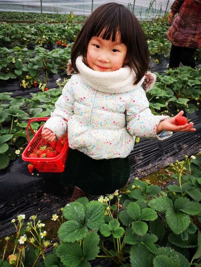 微信图片_20190315192605.jpg 【巴南区|春节周末可用】山水牧歌有机无公害草莓高甜来袭!仅39.9元抢2大1小门票=草莓采摘1斤/可带走!